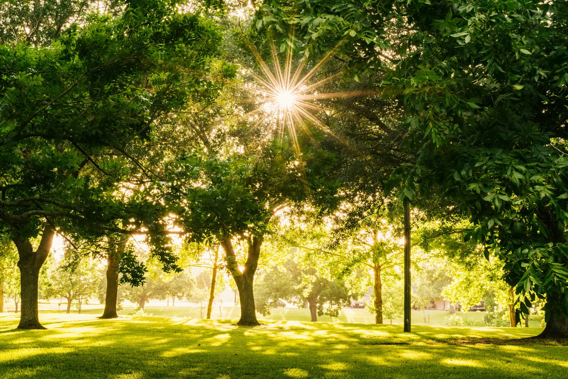 Oliviers du jardin traversés par la lumière de fin de journée